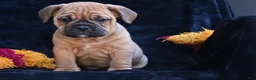 Mixed Breed dogs for sale: Bruno - Ad 8