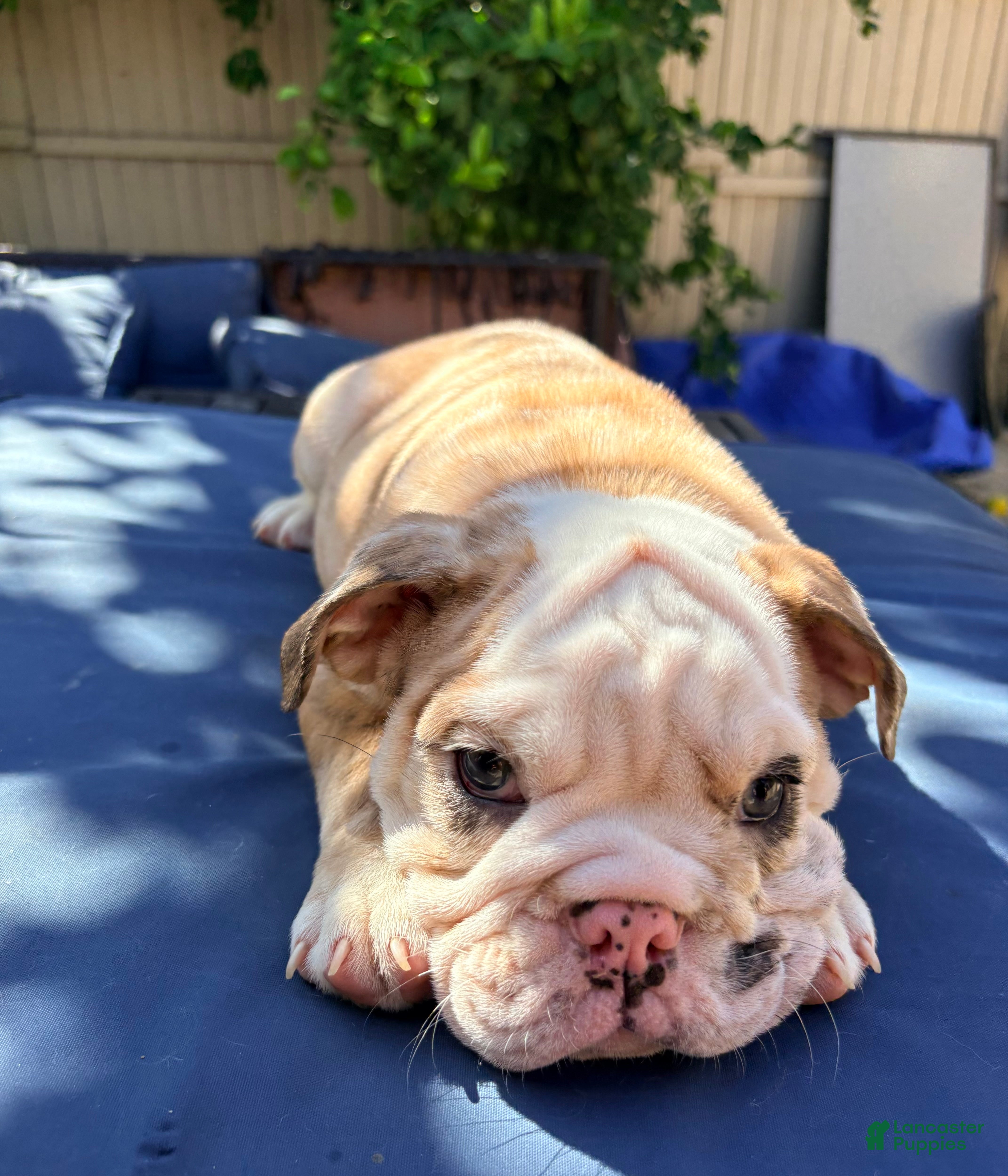 English Bulldog dogs Baby dime /mini bulldog - Ad 2