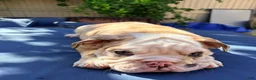 English Bulldog dogs for sale: Baby dime /mini bulldog - Ad 2