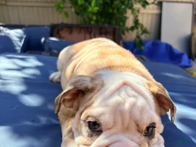 English Bulldog dogs for sale: Baby dime /mini bulldog - Ad 2