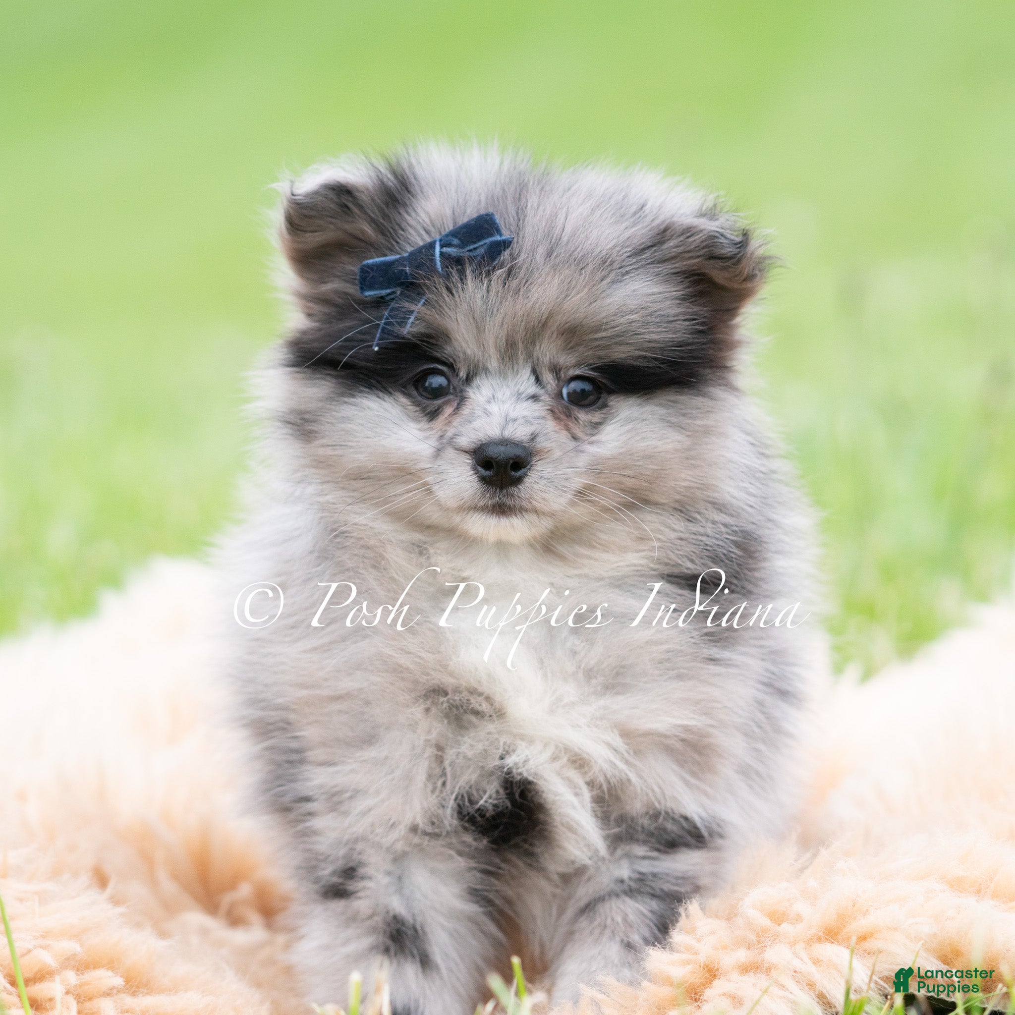 Pomeranian dogs for sale: Draco AKC - Ad 2