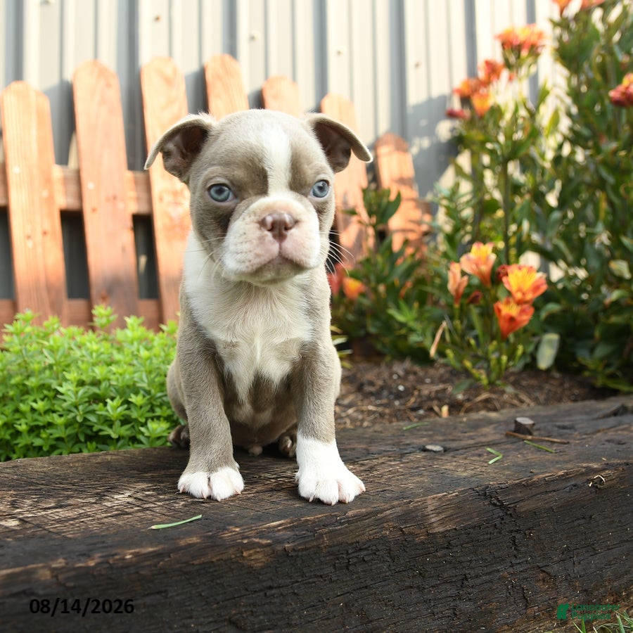 Boston Terrier dogs Jupiter - Ad 1