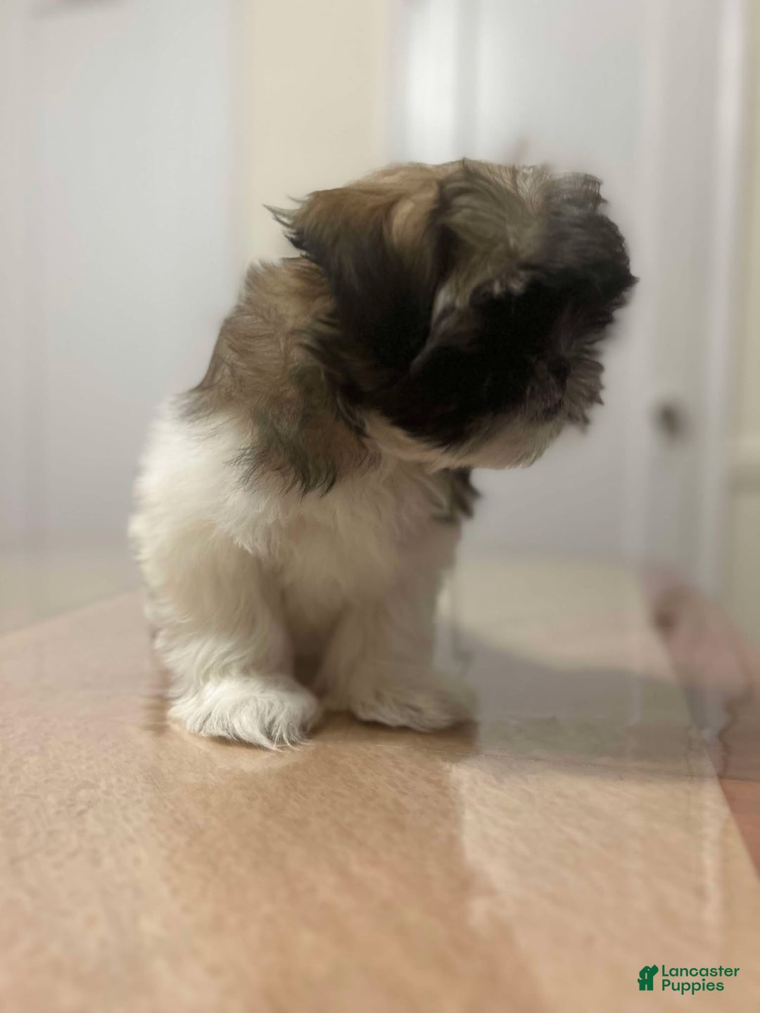 Shih Tzu dogs for sale: Abby - Ad 4