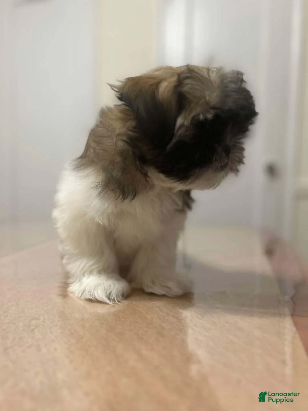 Shih Tzu dogs for sale: Abby - Ad 4