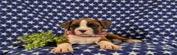 Boxer dogs for sale: Pacino - Ad 5