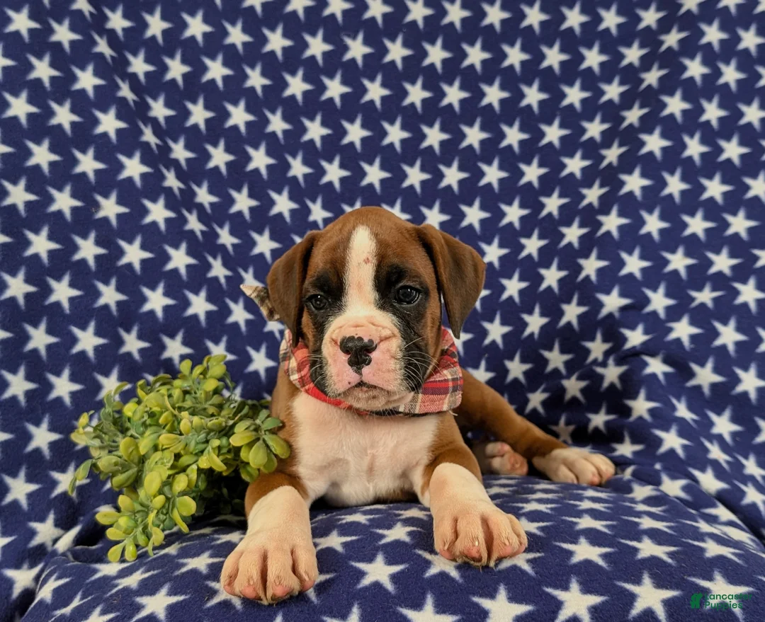 Boxer dogs for sale: Pacino - Ad 5