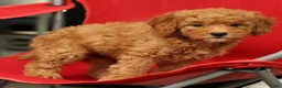 Mini Goldendoodle dogs for sale: Sage - Ad 8