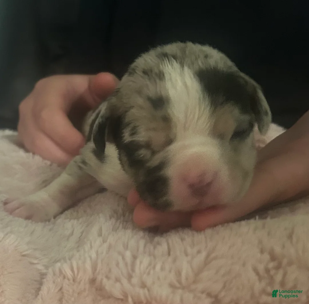 American Bully dogs for sale: Meeka  - Ad 1