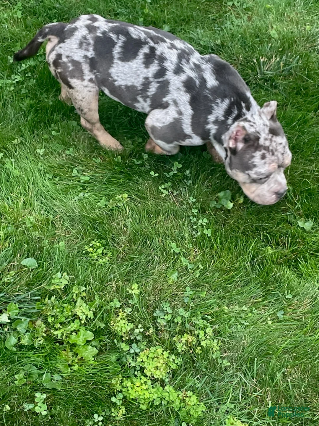 American Pit Bull Terrier dogs for sale: Bio - Ad 1