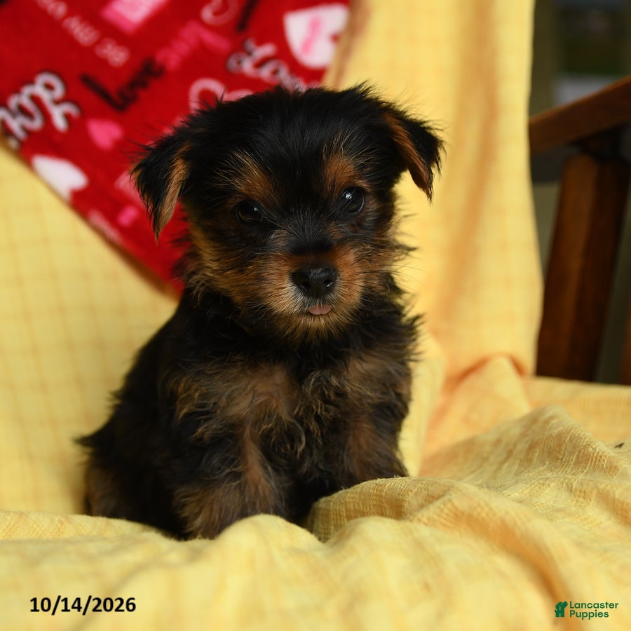 Yorkshire Terrier dogs for sale: Cash - Ad 2