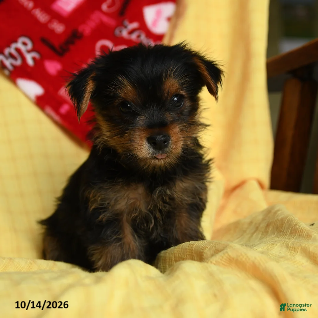 Yorkshire Terrier dogs for sale: Cash - Ad 2