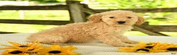Mini Goldendoodle dogs for sale: Trina - Ad 10