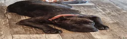 Cane Corso dogs for sale: Cane Corso 2 - Ad 82