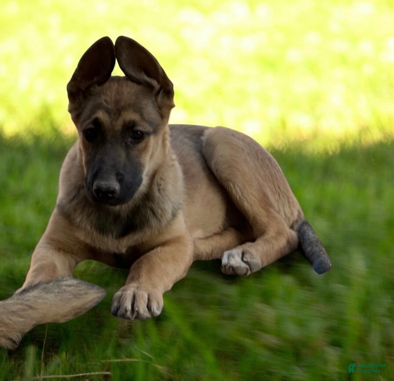 German Shepherd dogs German Shepherd Puppy 1 - Ad 11