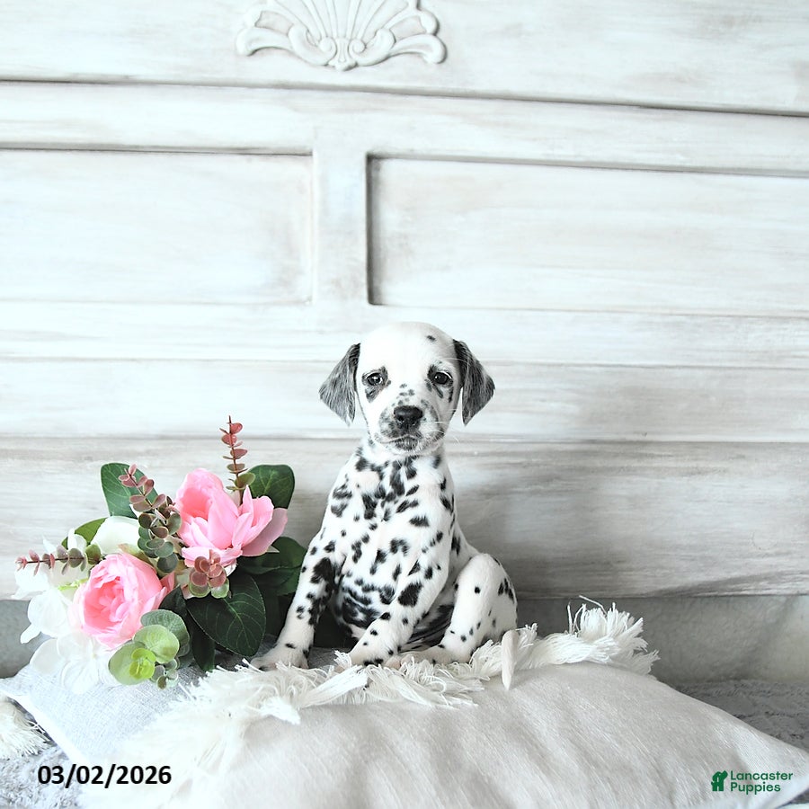 Dalmatian dogs Cinderella EXTRA SMALL - Ad 1