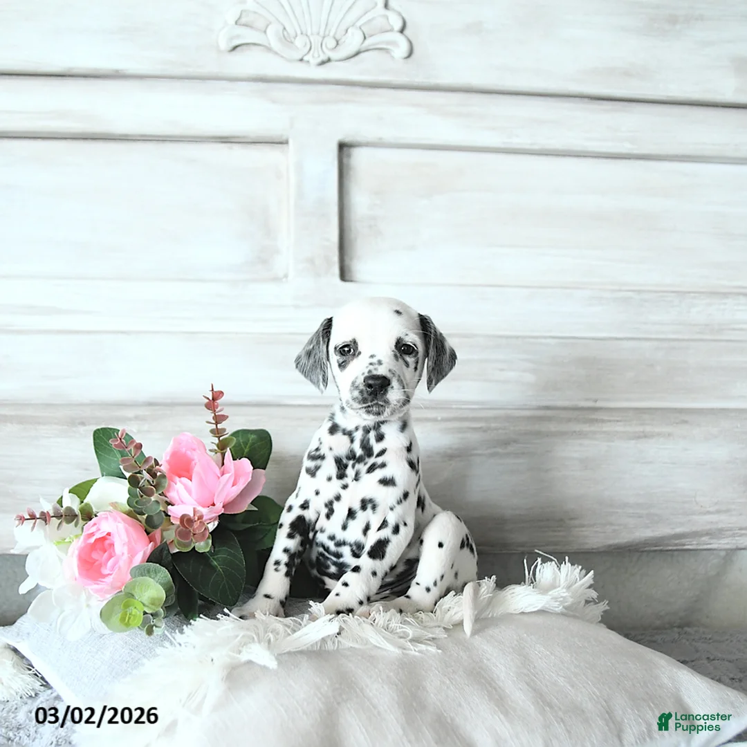 Dalmatian dogs for sale: Cinderella EXTRA SMALL - Ad 1