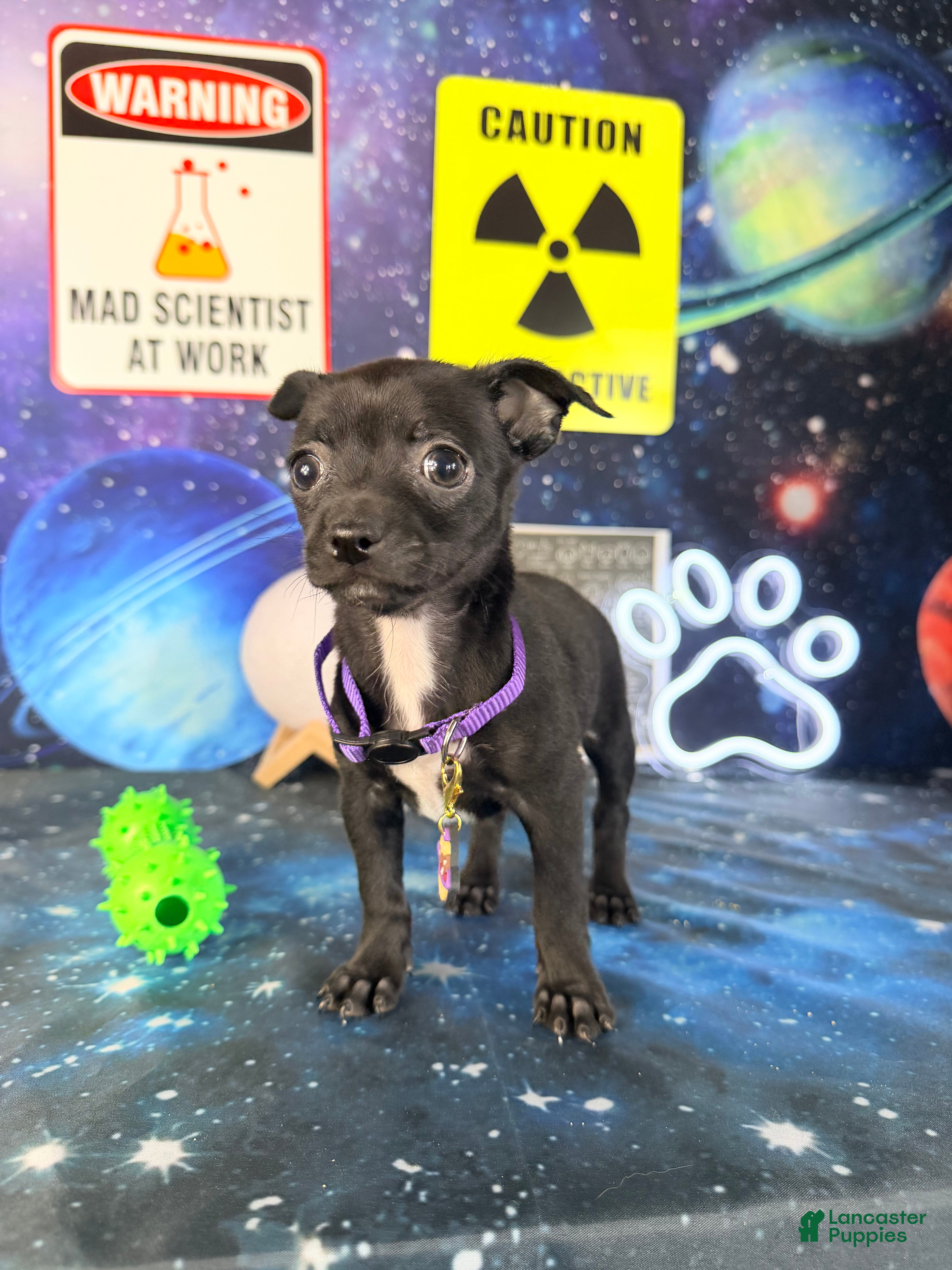 Chihuahua dogs Toffee - Ad 2