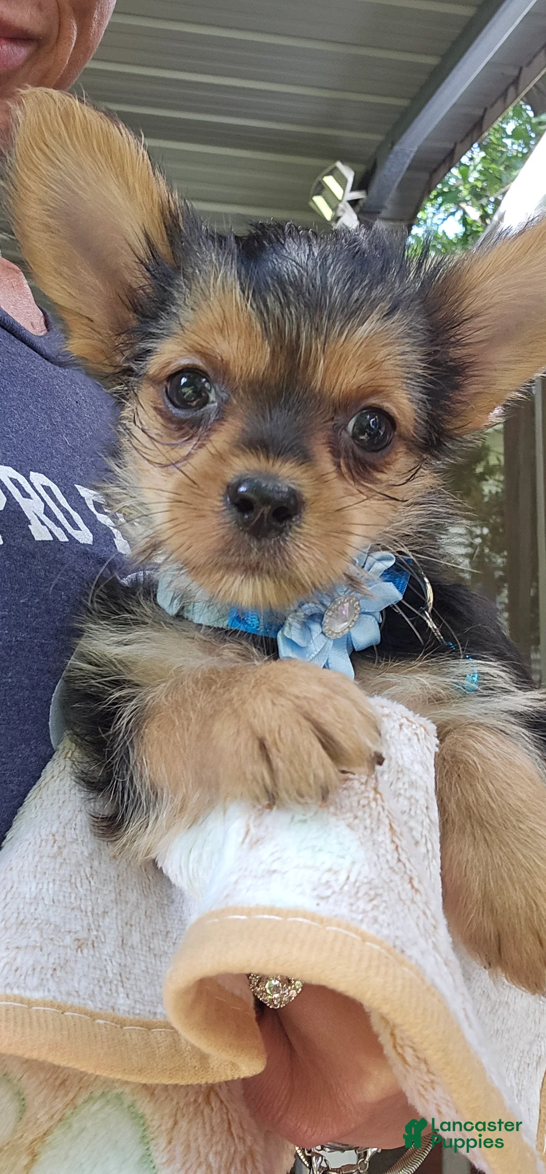Yorkshire Terrier dogs for sale: Mouse CKC - Ad 1