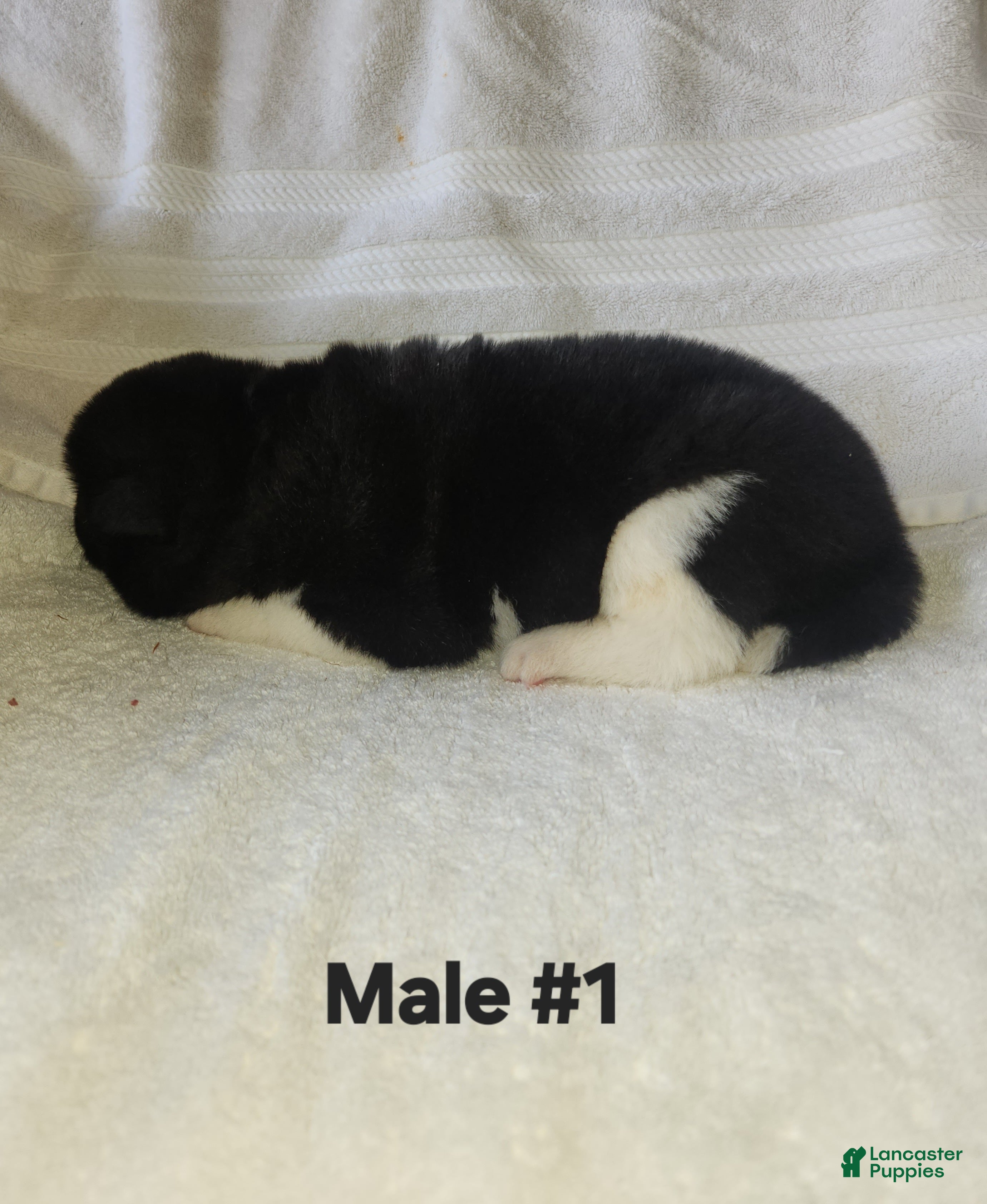 Akita dogs Akita Puppy 1 - Ad 1