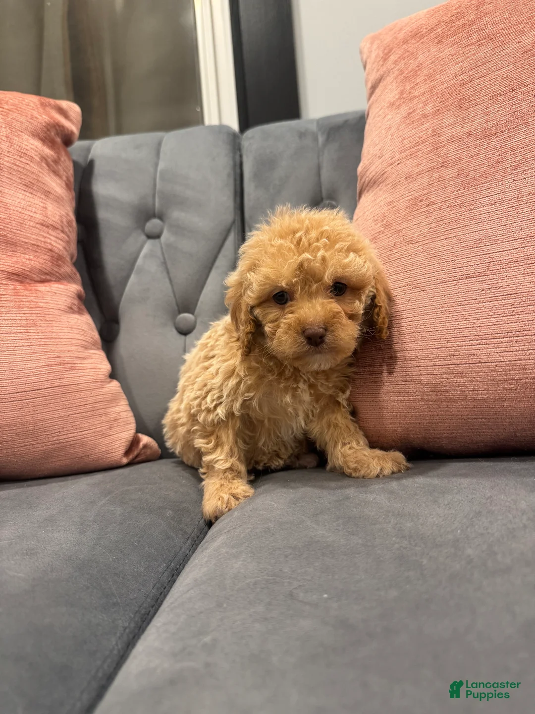 Cavapoo dogs for sale: Bre - Ad 3