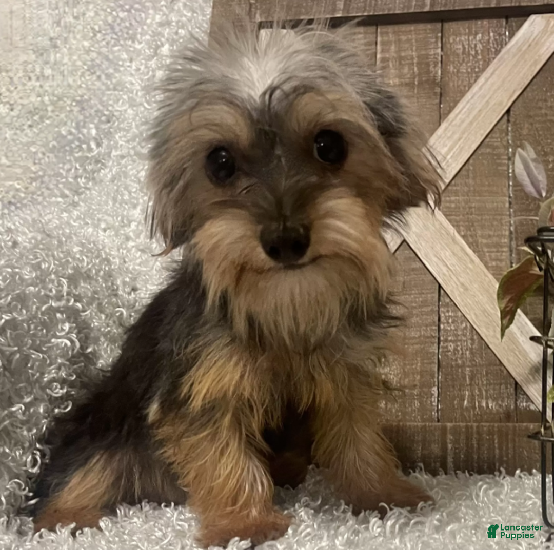 Yorkiepoo dogs for sale: COOPER - Ad 2