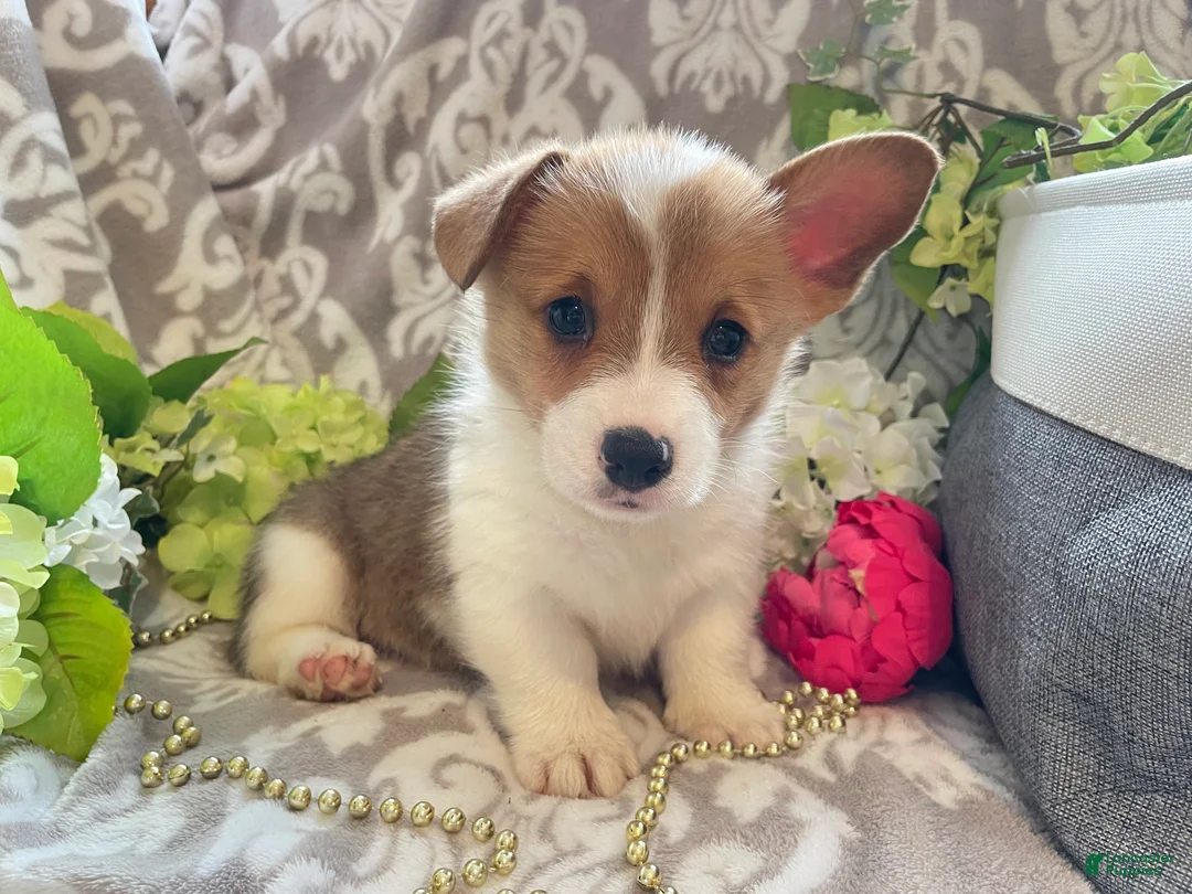 Welsh Corgi Pembroke dogs for sale: Max - Ad 2