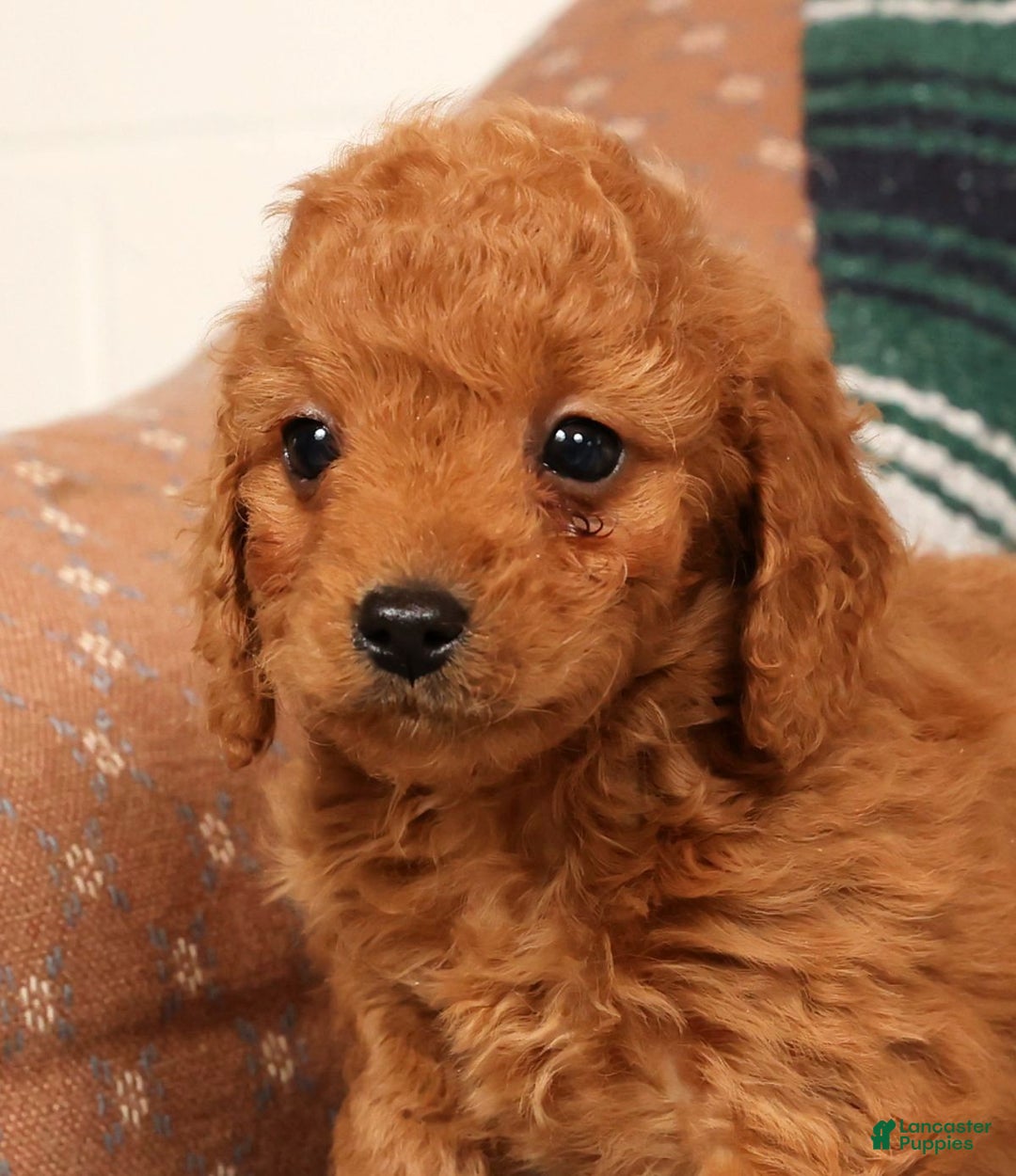 Mini Goldendoodle dogs for sale: Josie - Ad 7