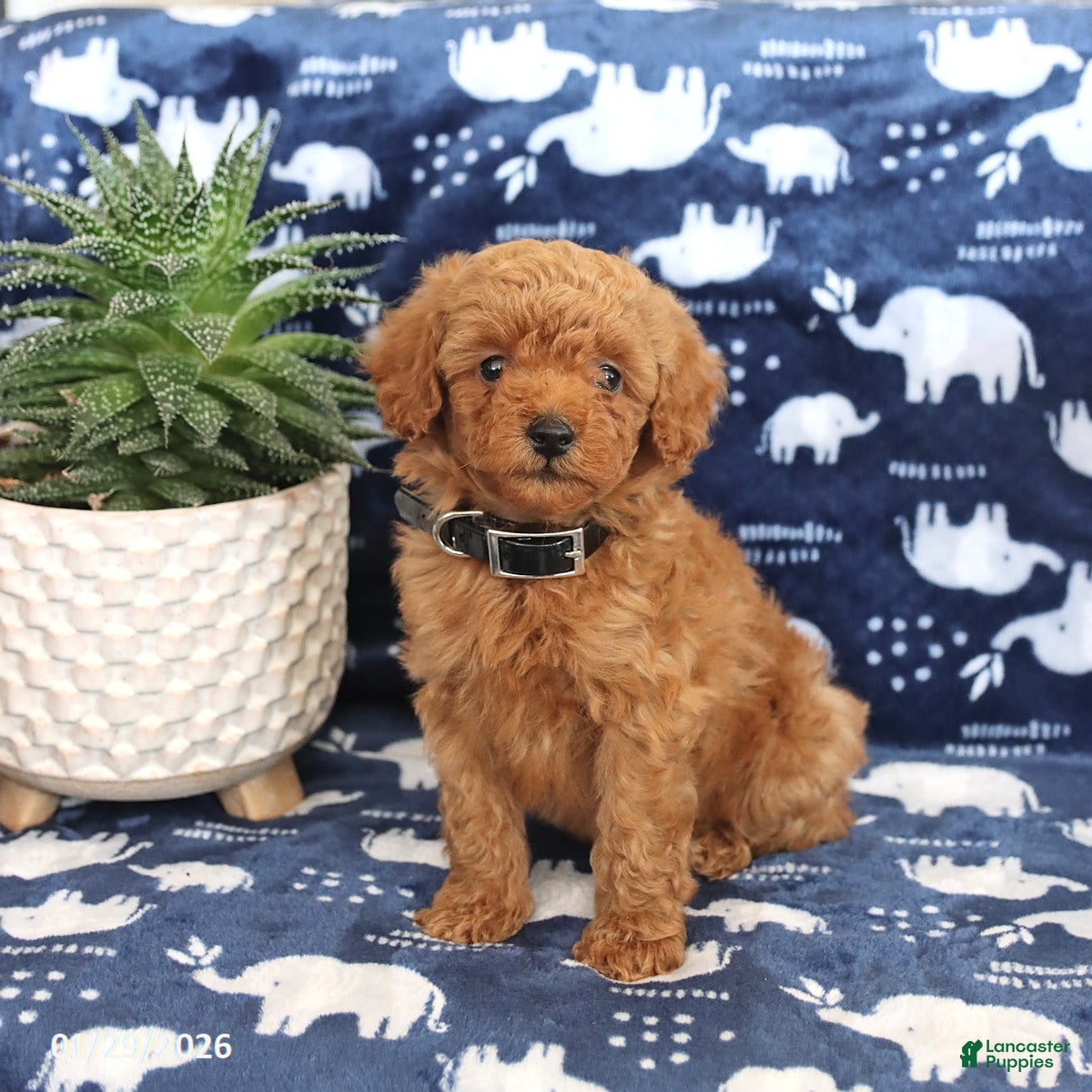 Miniature Poodle dogs Oscar - Ad 4