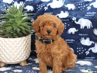 Miniature Poodle dogs Oscar - Ad 4