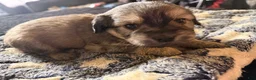 French Bulldog dogs for sale: Fluffy French Bulldog 3 - Ad 7