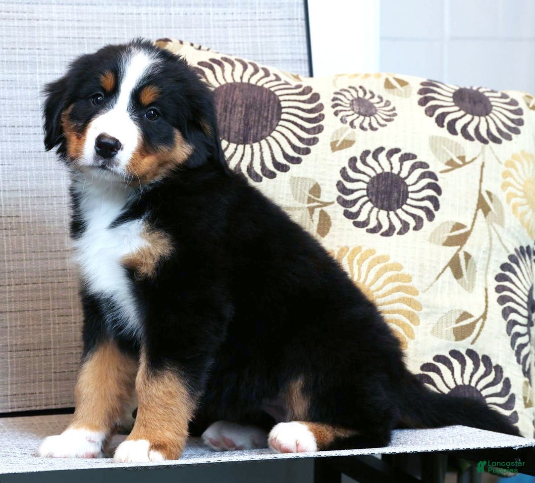 Bernese Mountain Dog dogs for sale: Julie - Ad 4