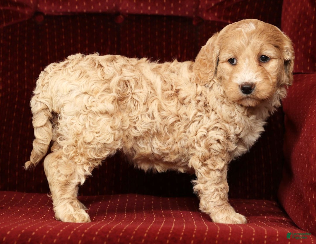 Labradoodle dogs for sale: Gracie - Ad 4