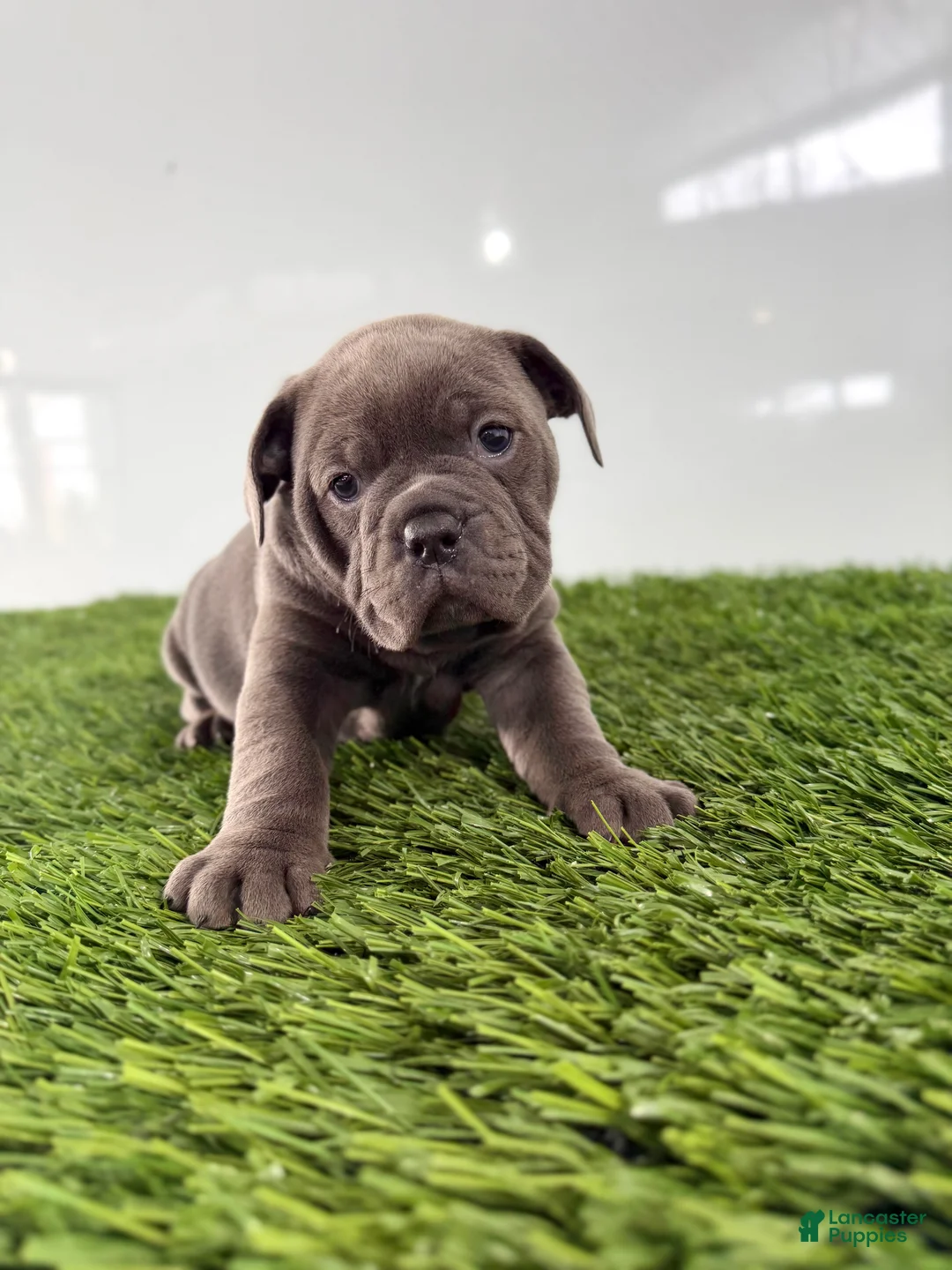 Olde English Bulldogge dogs for sale: Tinsley - Ad 3