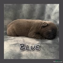 French Bulldog dogs for sale: Blue - Ad 4