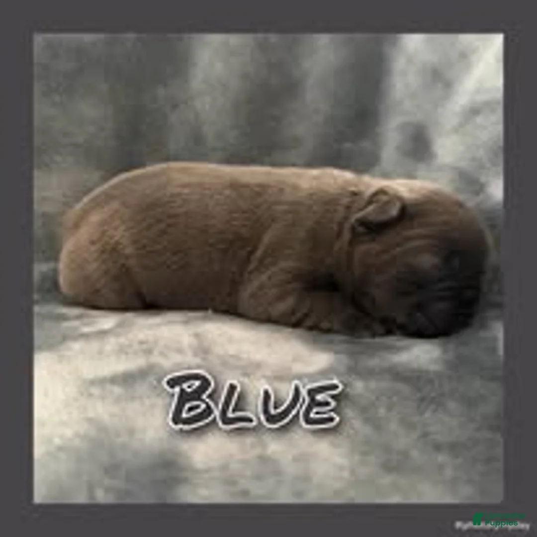 French Bulldog dogs for sale: Blue - Ad 1
