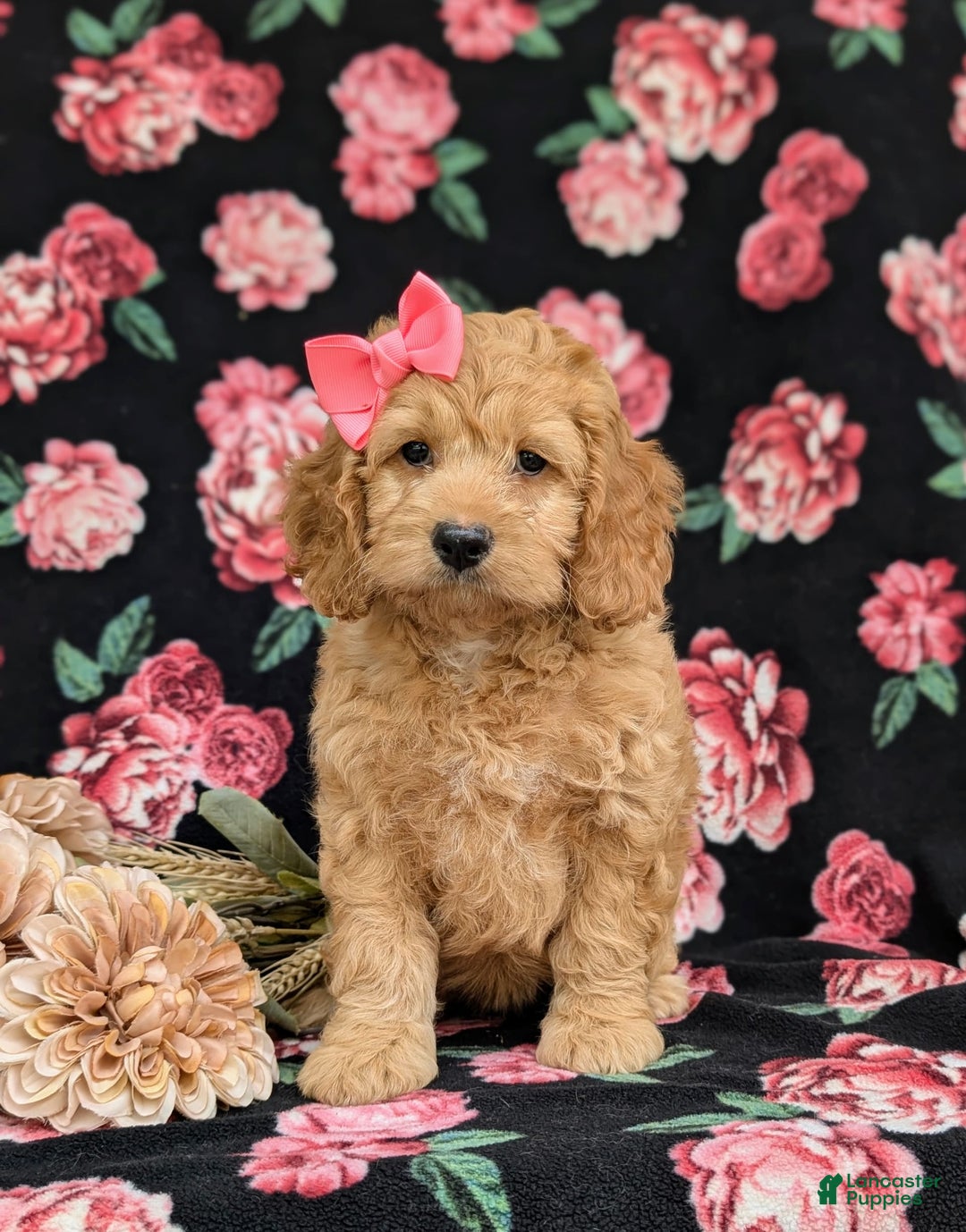 Cockapoo dogs for sale: Leon - Ad 15