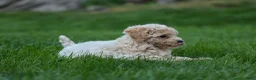 Bichpoo dogs for sale: 🐾 Olive 🐾 - Ad 14