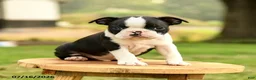 Boston Terrier dogs for sale: Bruno - Ad 1