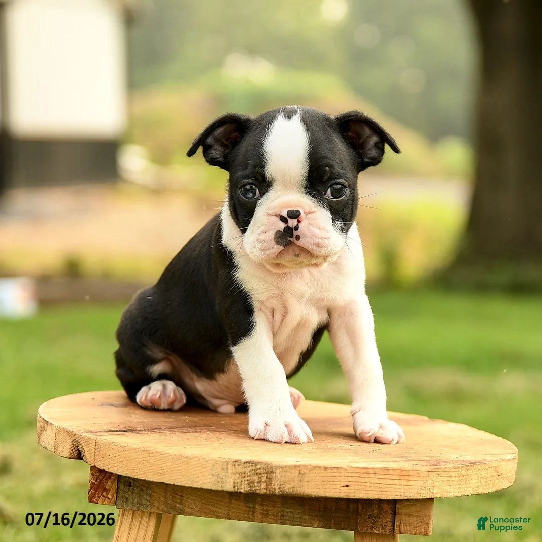 Boston Terrier dogs for sale: Bruno - Ad 1
