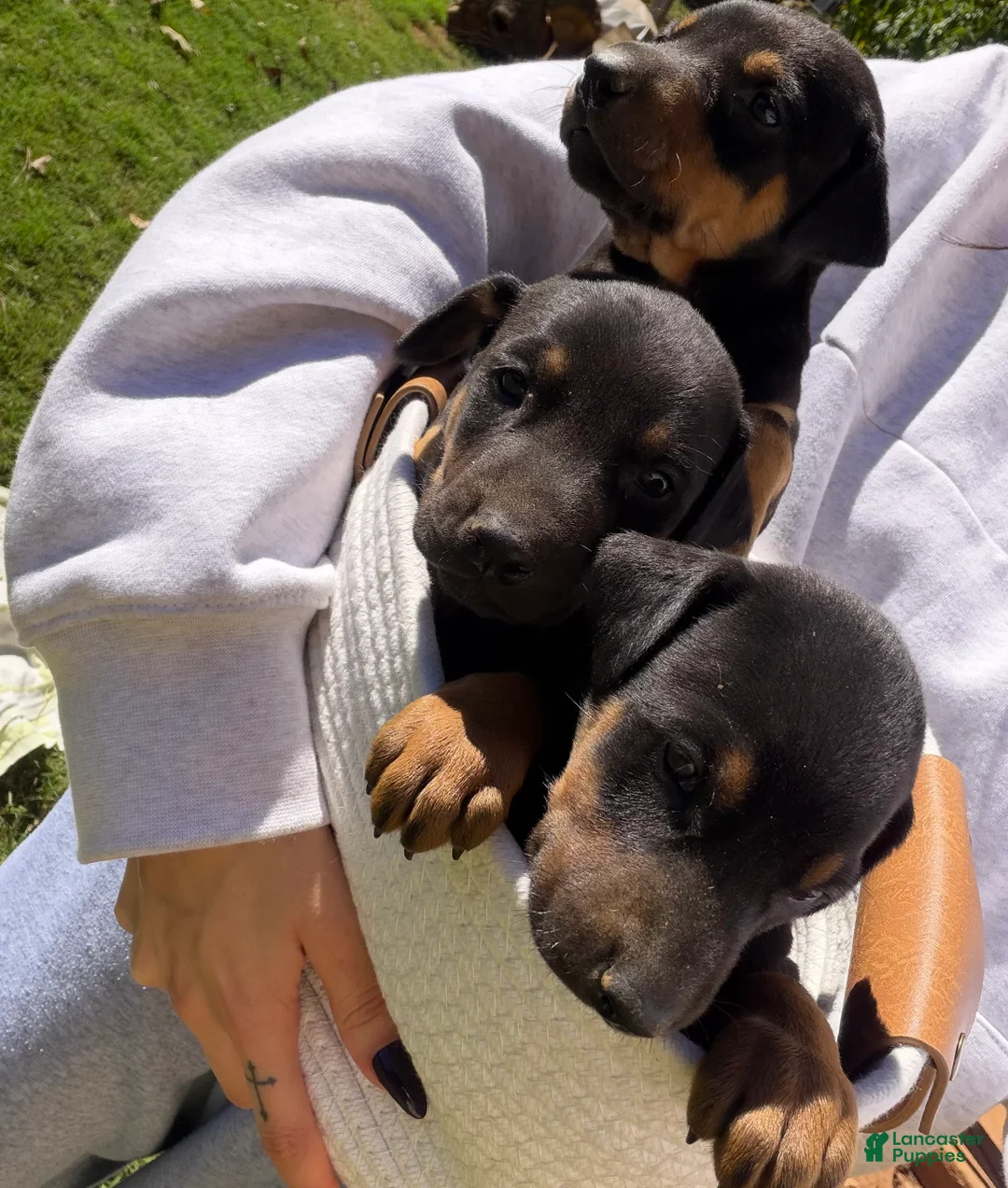 Doberman Pinscher dogs for sale: Doberman Pinscher 7 - Ad 1