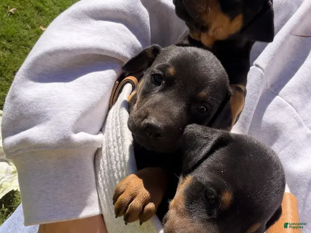 Doberman Pinscher dogs for sale: Doberman Pinscher 7 - Ad 31