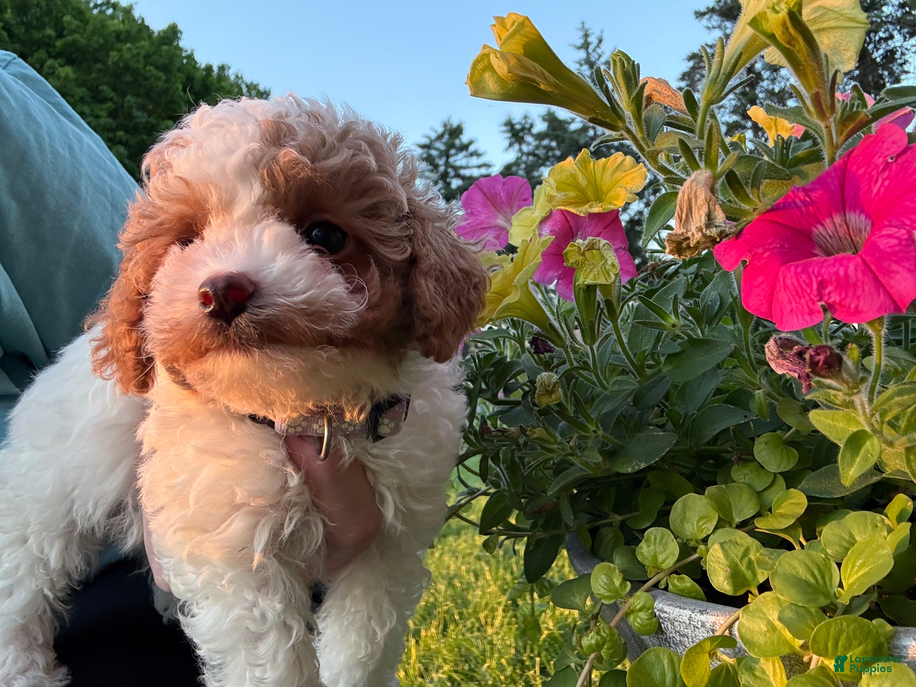 Maltipoo dogs for sale: Elsa - Ad 4