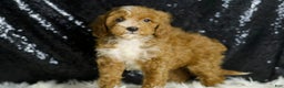 Mini Goldendoodle dogs for sale: Flashy - Ad 2