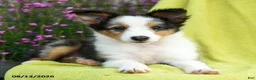 Shetland Sheepdog dogs for sale: Stevie - Ad 5