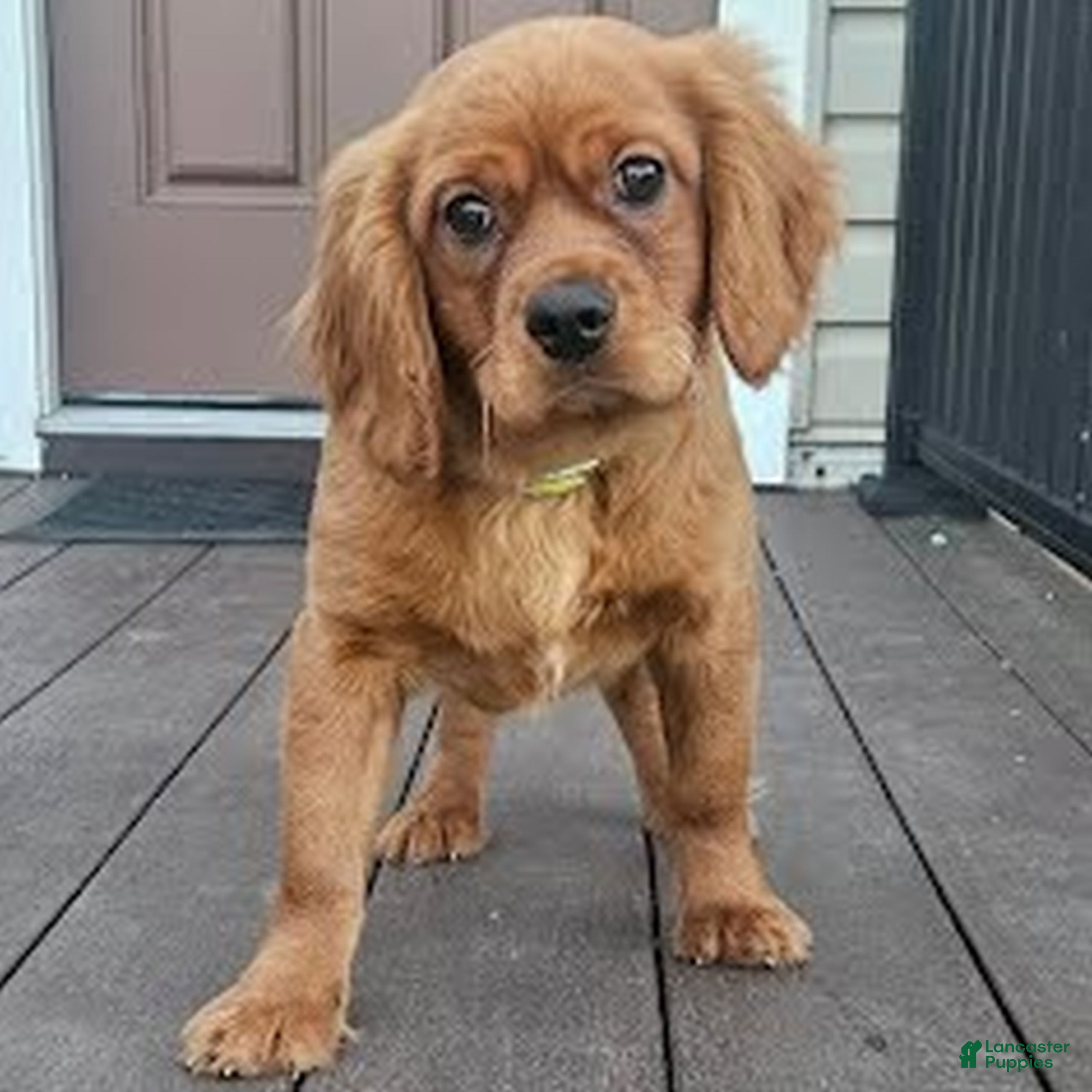 Miniature Golden Retriever dogs Domino  - Ad 2