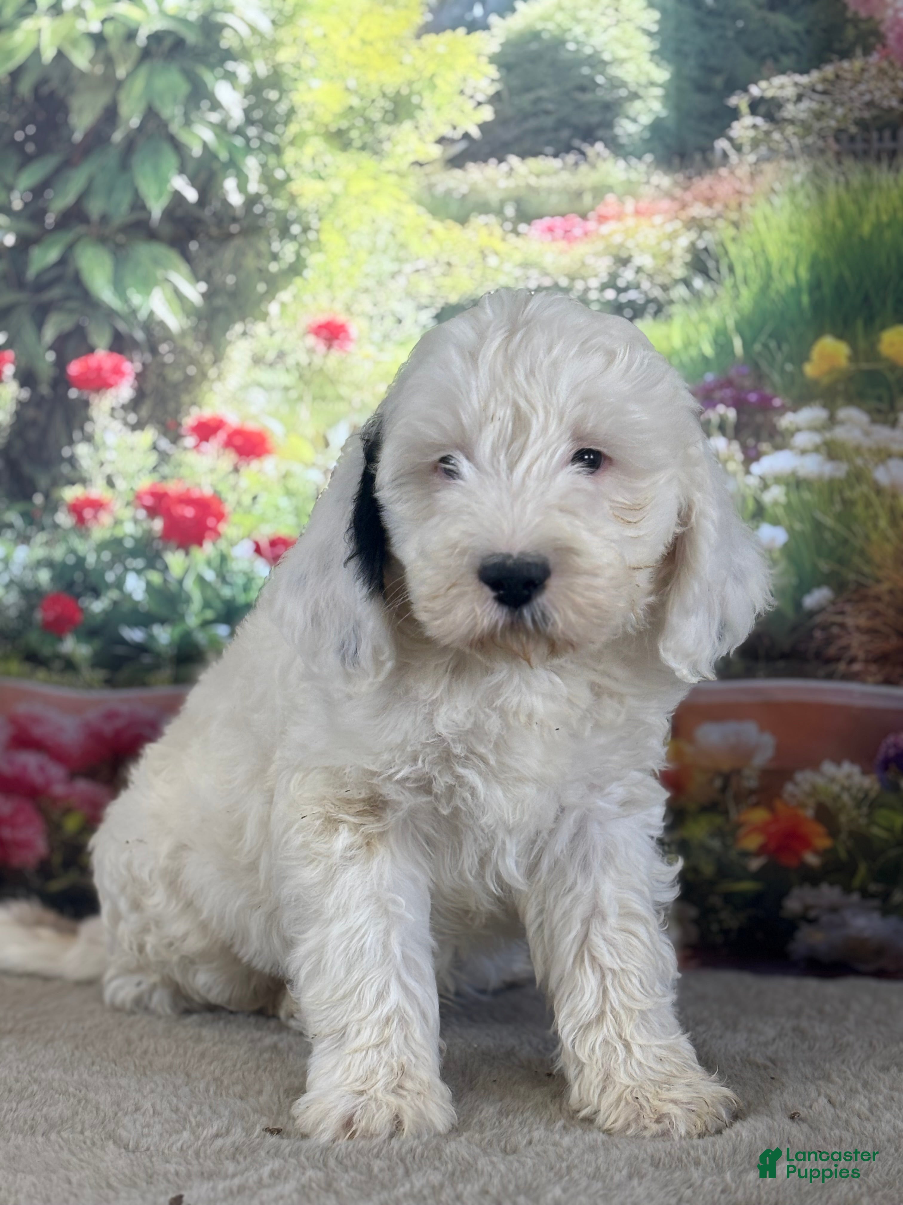 Bernedoodle dogs Bernie - Ad 27