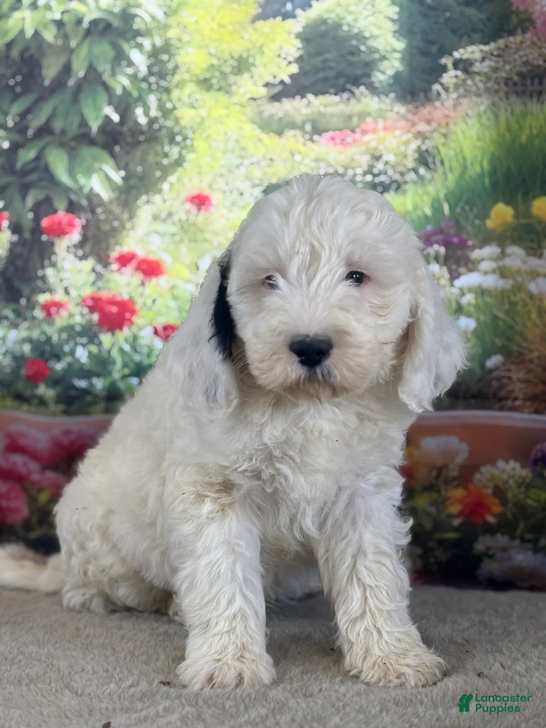 Bernedoodle dogs for sale: Bernie - Ad 1