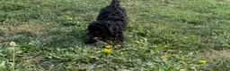 Mini Aussiedoodle dogs for sale: River - Ad 4
