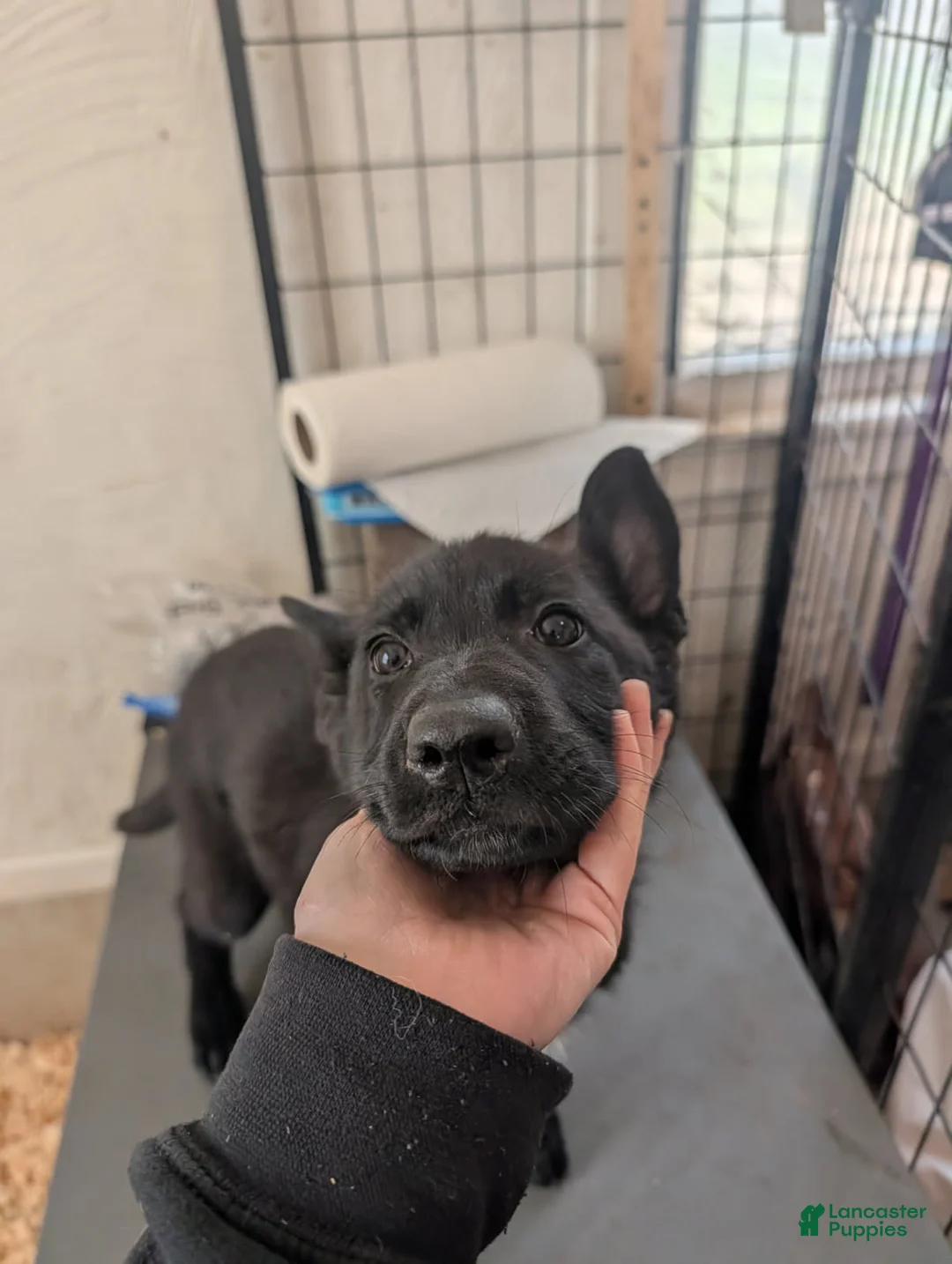 German Shepherd dogs for sale: Evannah - Ad 5