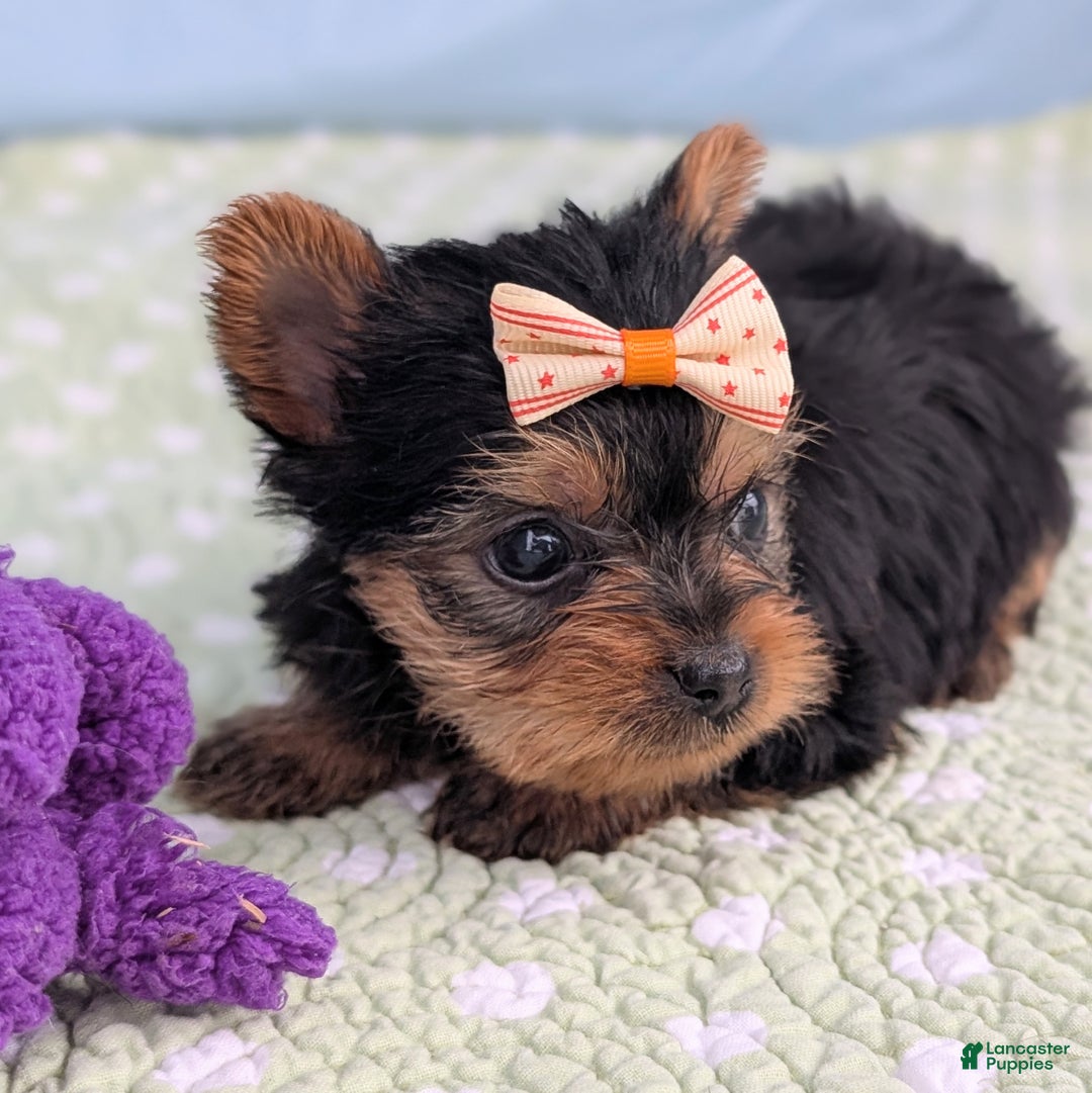 Yorkshire Terrier dogs for sale: Shortbread - Ad 6